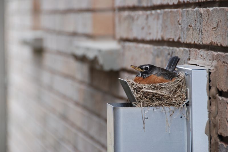 Birds in Nesting Season
