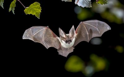 Common Bird And Bat Infestations Found In Buildings
