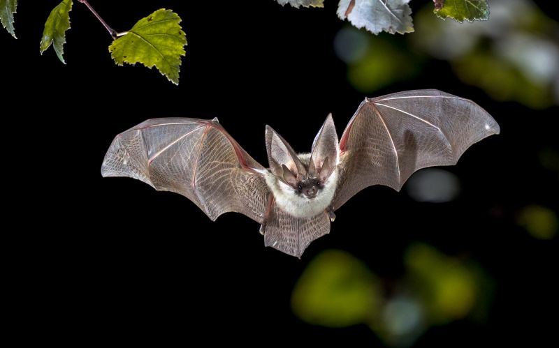 How Birds And Bats Create Problems
