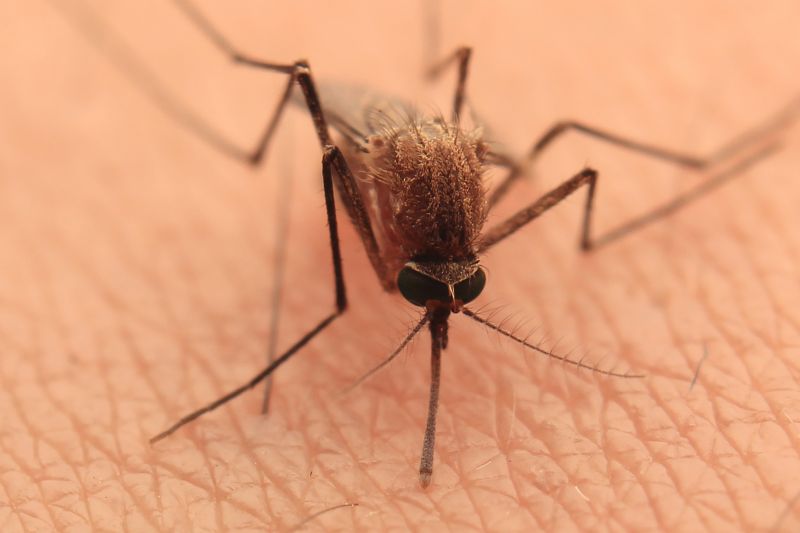 Mosquitoes Pest Control in Mckinney, TX