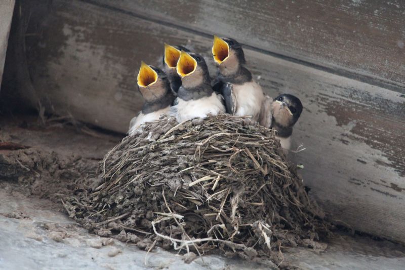 Spring Nesting Season