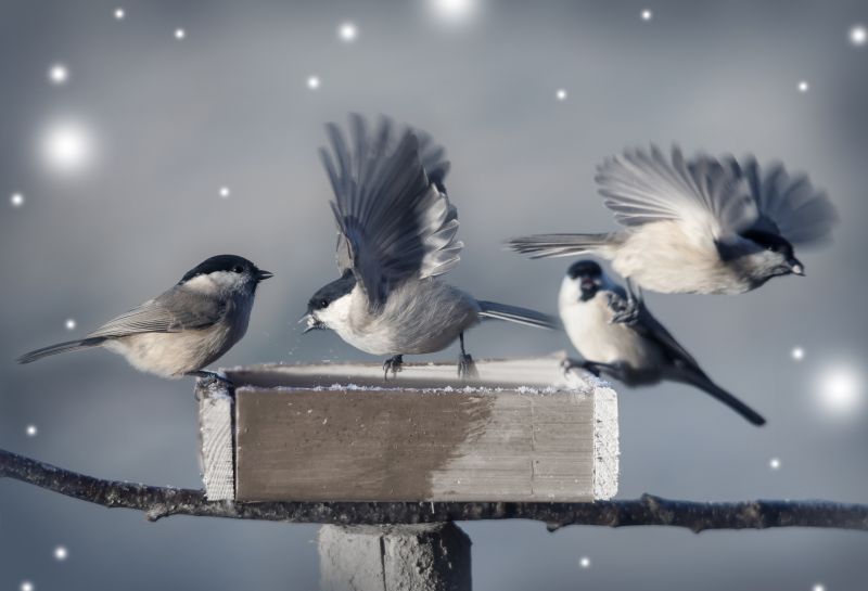 Off-Season Opportunities