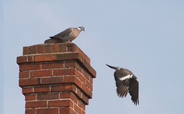 Chimney Bird Prevention