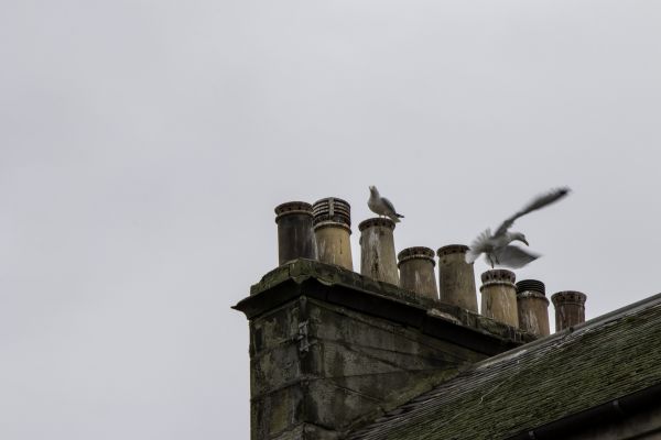 Chimney Bird Control